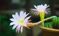 一起讀報(bào)-8月15日